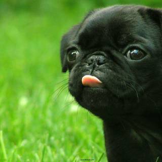 Pug dog HD wallpaper for laptop