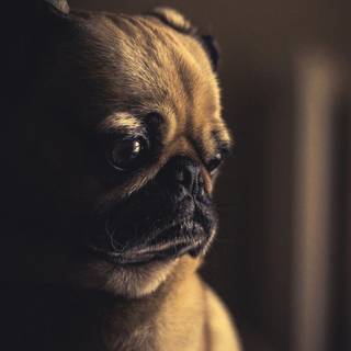 Pug dog HD wallpaper for laptop