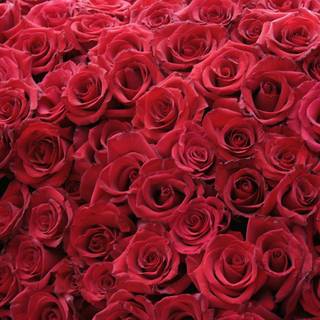 HD roses wallpaper