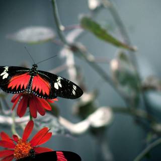 Butterfly HD wallpaper