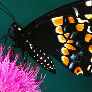 Butterfly HD wallpaper