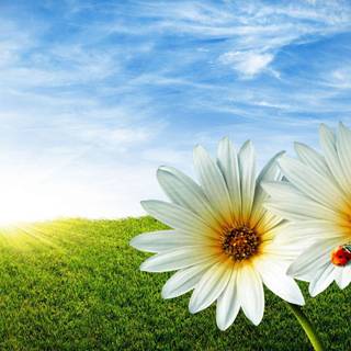 Beautiful wallpaper pic