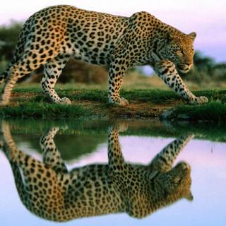 HD cheetah wallpaper