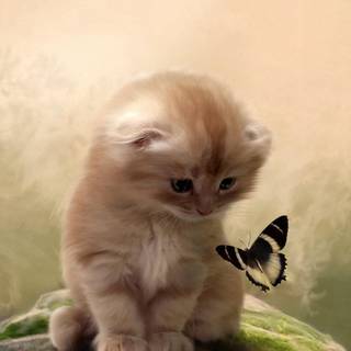 Butterfly 4K wallpaper