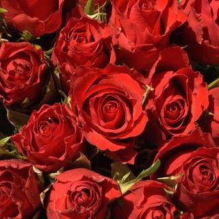 Flowers pictures roses wallpaper