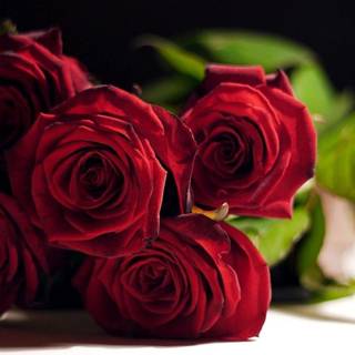 Flowers pictures roses wallpaper