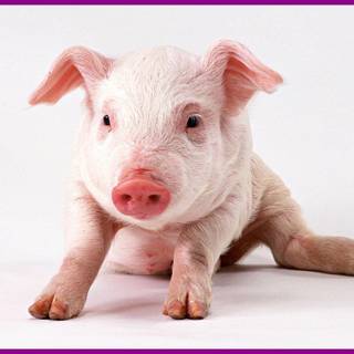 Cute pigs wallpaper