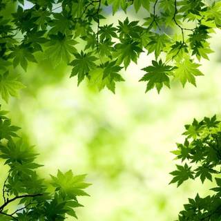 Green wallpaper desktop