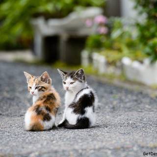 Cute cat wallpaper desktop