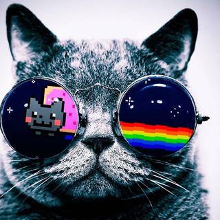 Cool cat wallpaper HD