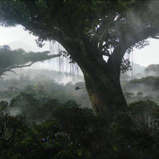 Rain forest HD wallpaper