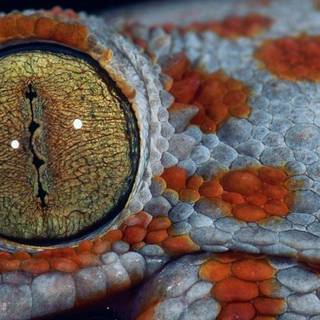 Reptile eye wallpaper
