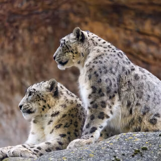 Mac os snow leopard wallpaper
