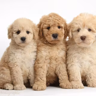 Goldendoodle wallpaper