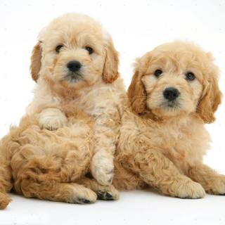 Goldendoodle wallpaper