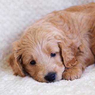 Goldendoodle wallpaper