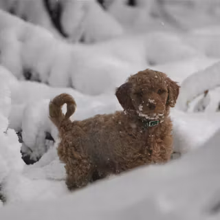 Goldendoodle wallpaper