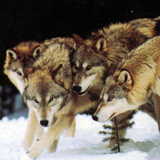 Wolf pack wallpaper