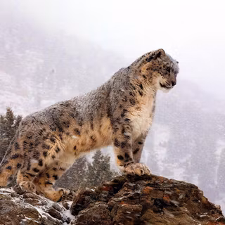 Schneeleopard wallpaper full HD