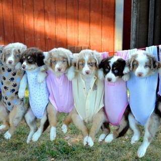 Tibetan mastiff puppy background