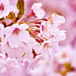 Sakura flower background