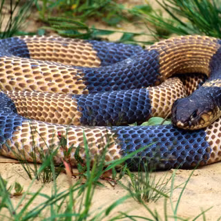 Black king cobra snake wallpaper