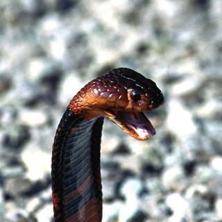Black king cobra snake wallpaper