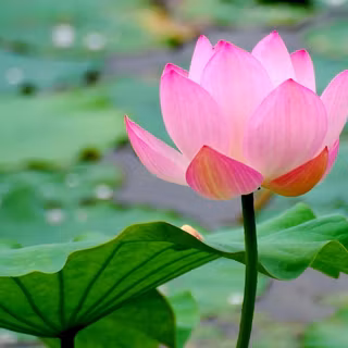 Wallpaper of water lily
