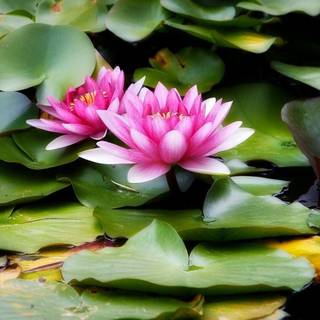 Wallpaper of water lily