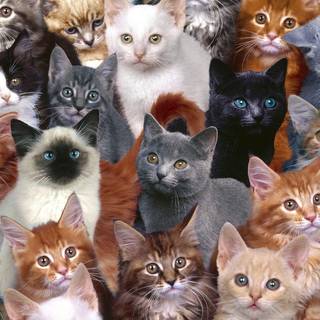 Cat background