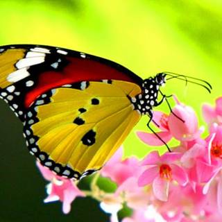 Beautiful butterfly wallpaper desktop