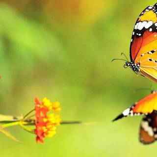 Beautiful butterfly wallpaper desktop