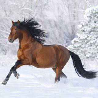 Horse riding wallpaper free