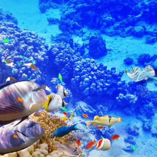 Ocean reef wallpaper