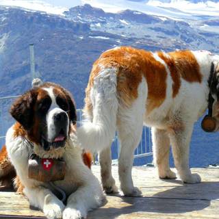 St bernard puppies wallpaper