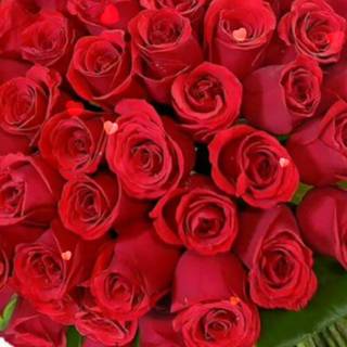 Beautiful rose flower wallpaper