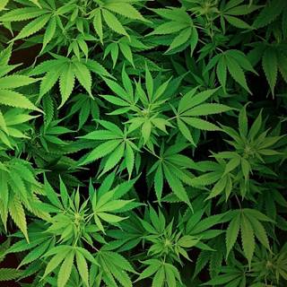 Marijuana leaf wallpaper HD