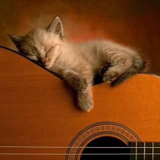 Cute cat HD wallpaper