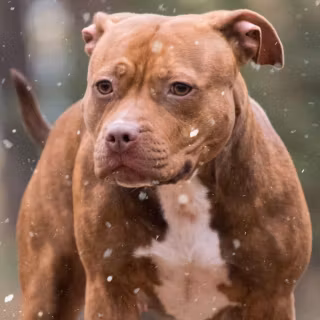 Pitbull dogs iphone wallpaper