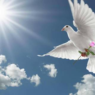 Dove wallpaper