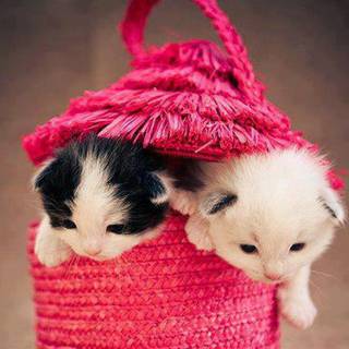 Sweet and cute wallpaper