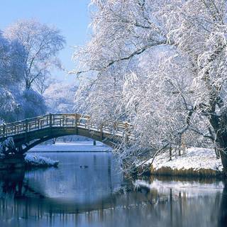 Beautiful nature winter wallpaper