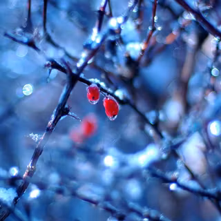 Beautiful nature winter wallpaper