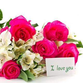 Cute roses HD wallpaper