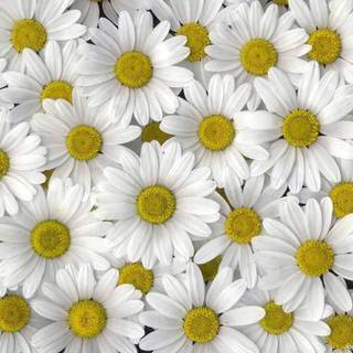 Daisy wallpaper