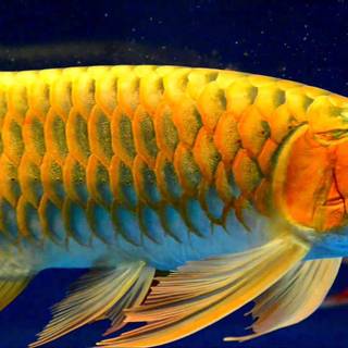 Wallpaper ikan HD