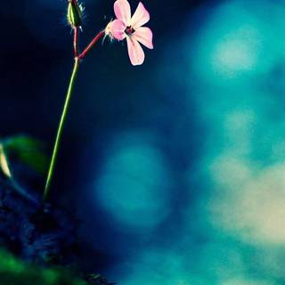 Hd wallpaper Vertical For mobile