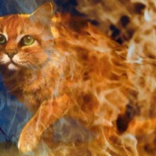 Warrior cats firestar wallpaper desktop