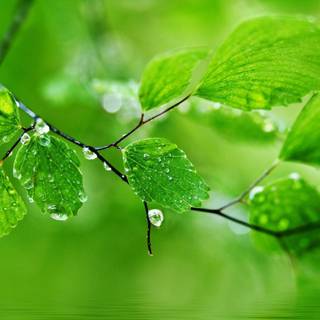 HD wallpaper 1080p green nature