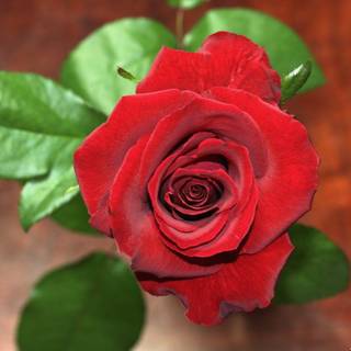 Fresh rose HD wallpaper